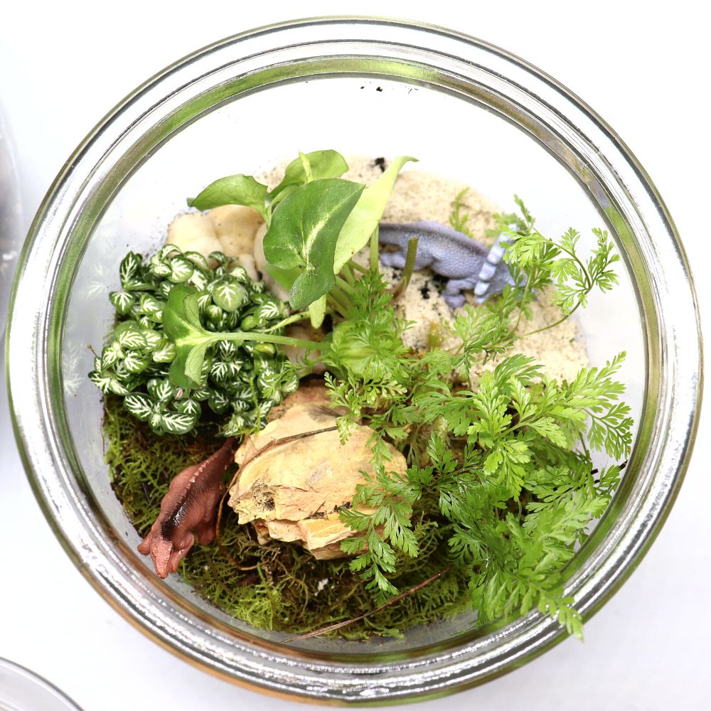 Dino Roar DIY Terrarium Kit - Flower and Twig Nursery