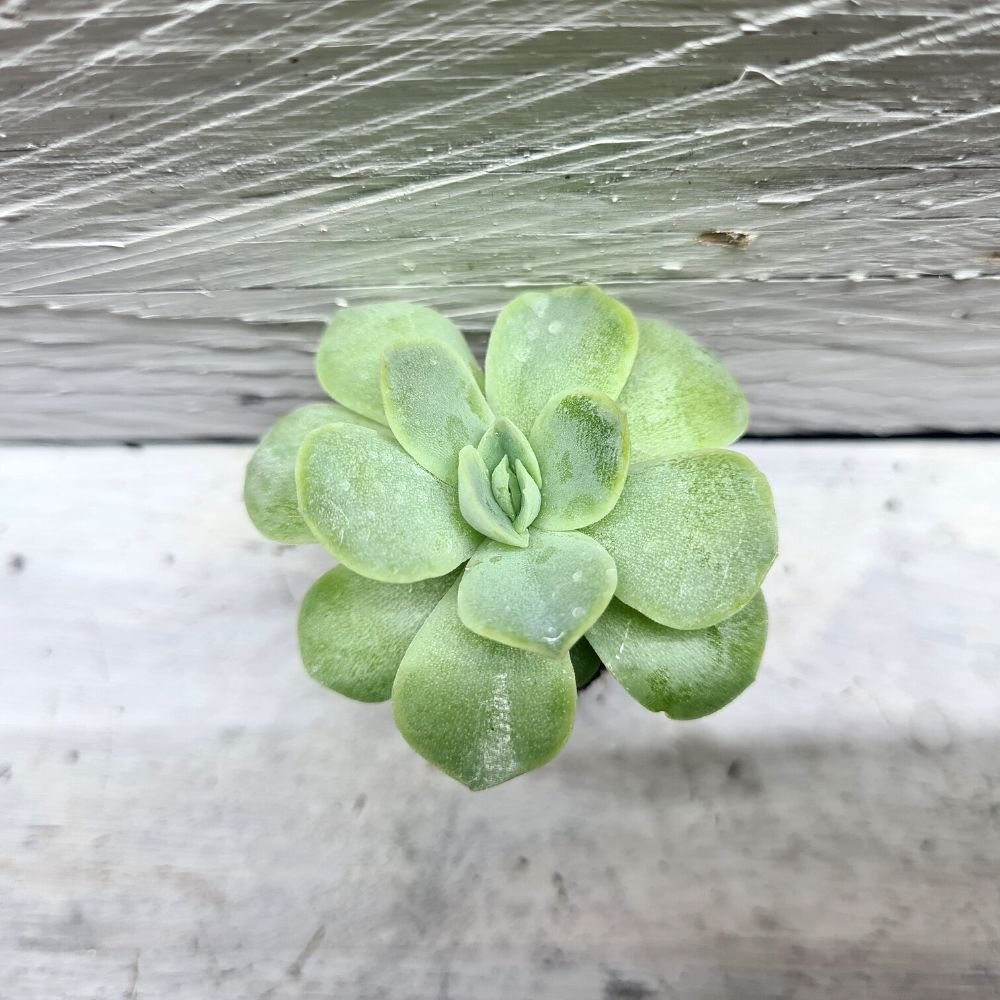 Echeveria elegans - Flower and Twig Nursery