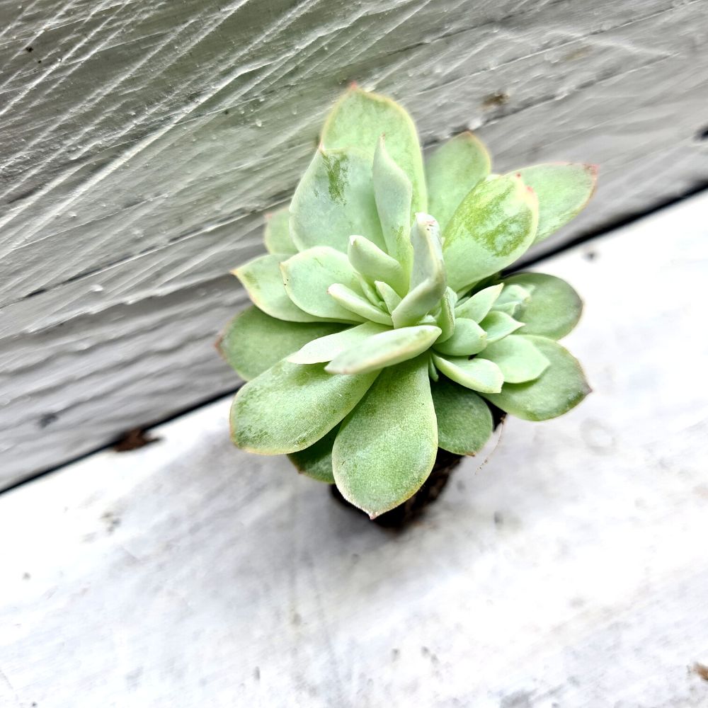 Echeveria 'Violet Queen' - Flower and Twig Nursery