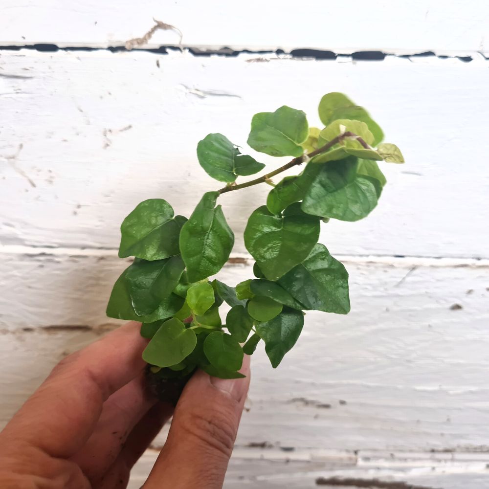 Ficus Pumila - Flower and Twig Nursery