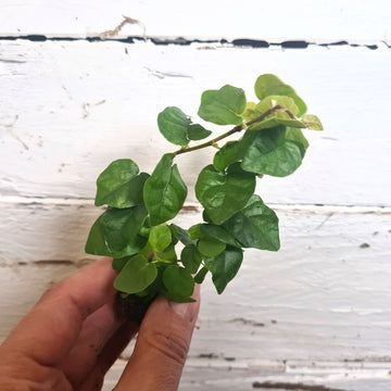 Ficus Pumila - Flower and Twig Nursery