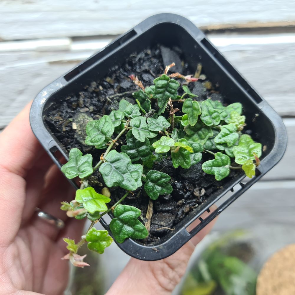 Ficus pumila 'Quercifolia' - String of Frogs - Flower and Twig Nursery