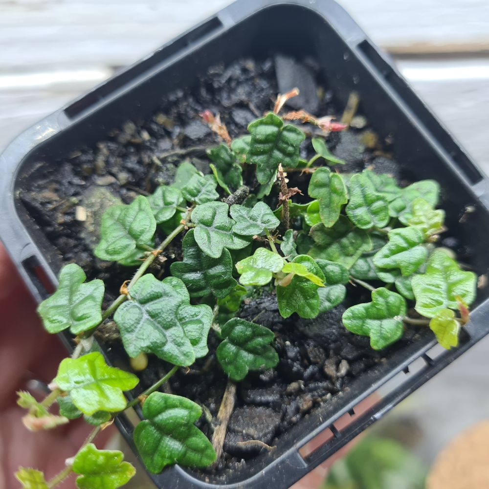 Ficus pumila 'Quercifolia' - String of Frogs - Flower and Twig Nursery