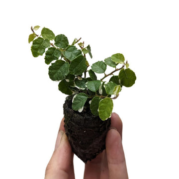 Ficus pumila 'Variegata' - Flower and Twig Nursery