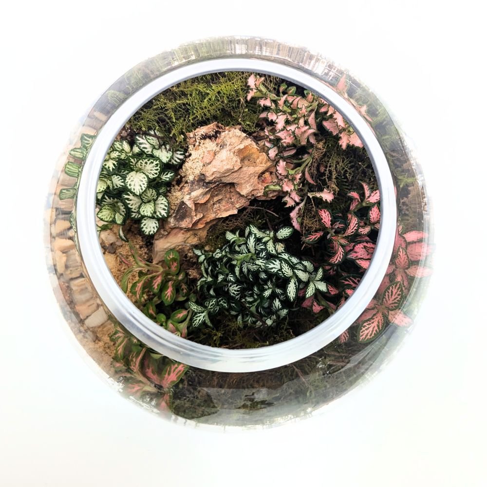 Fittonia Closed Orb DIY Terrarium Kit - Large 20cm - Flower and Twig Nursery