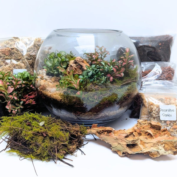 closed terrarium plants australia Fittonia Closed Orb DIY Terrarium Kit