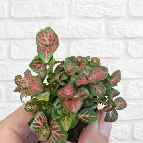 Fittonia 'Firetail' - Flower and Twig Nursery