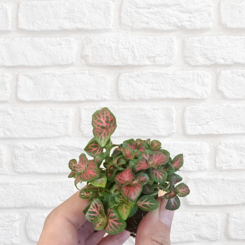 Fittonia 'Firetail' - Flower and Twig Nursery