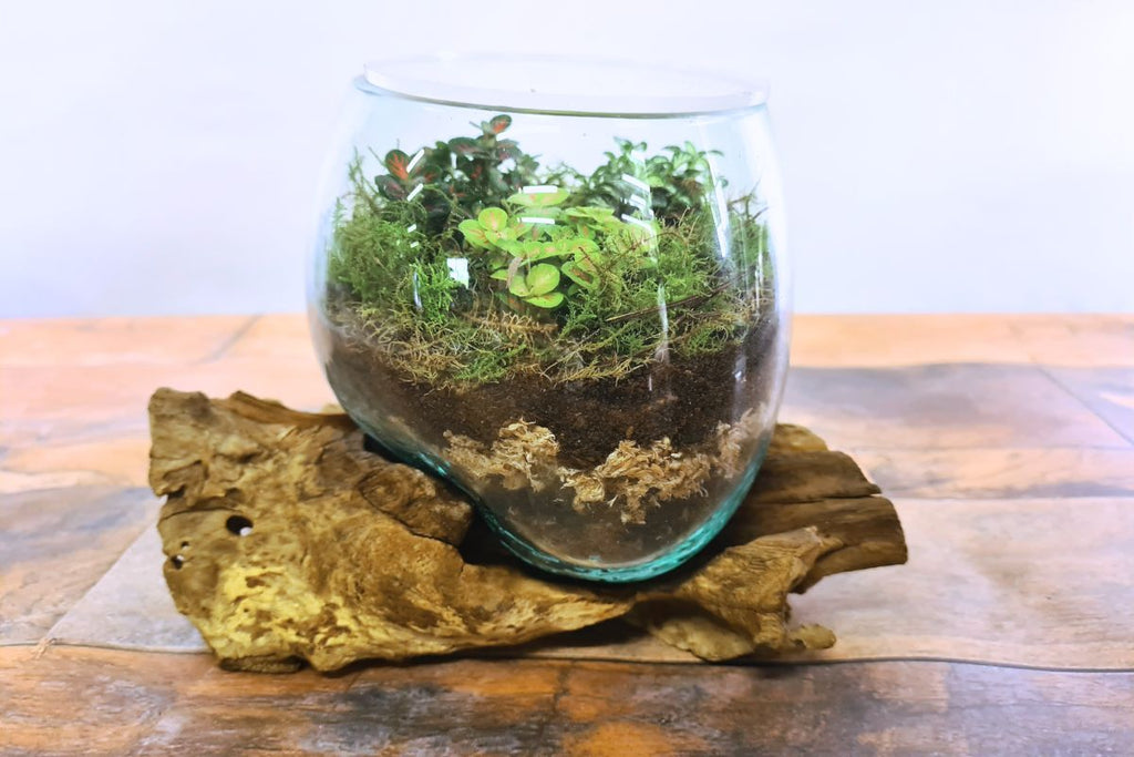 Fittonia Forest Gift Set - Flower and Twig Nursery