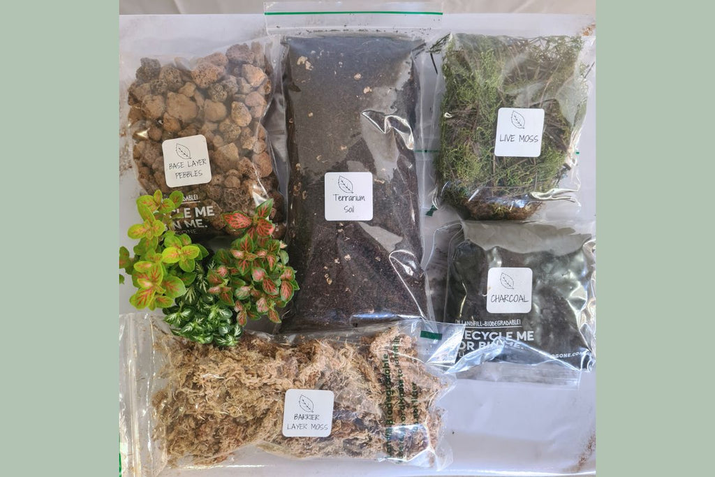 Fittonia Forest Gift Set - Flower and Twig Nursery