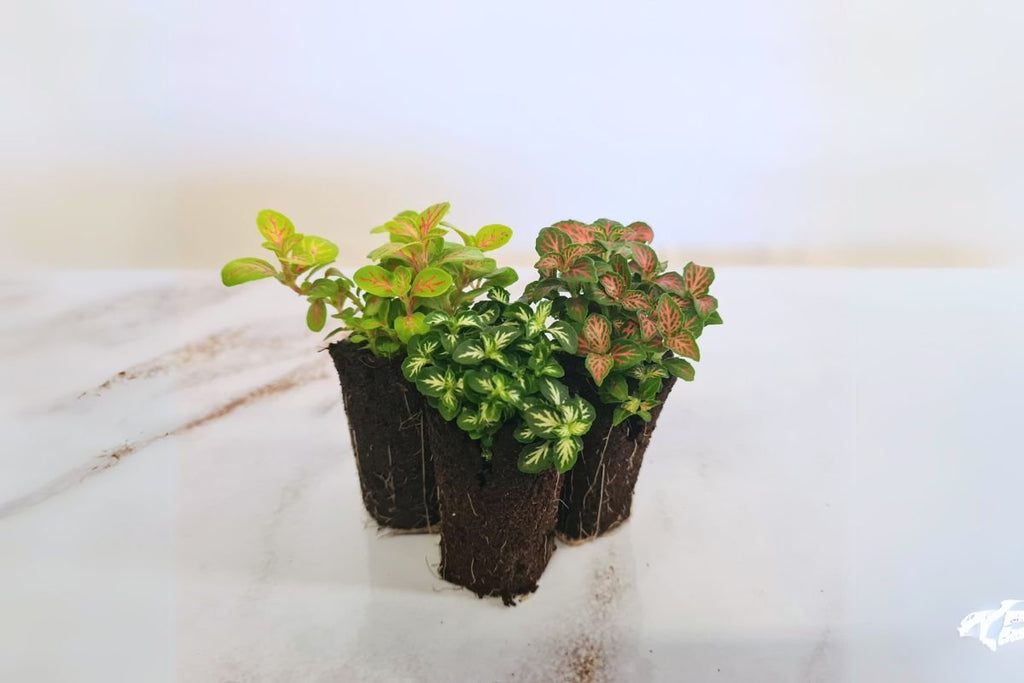 Fittonia Forest Gift Set - Flower and Twig Nursery