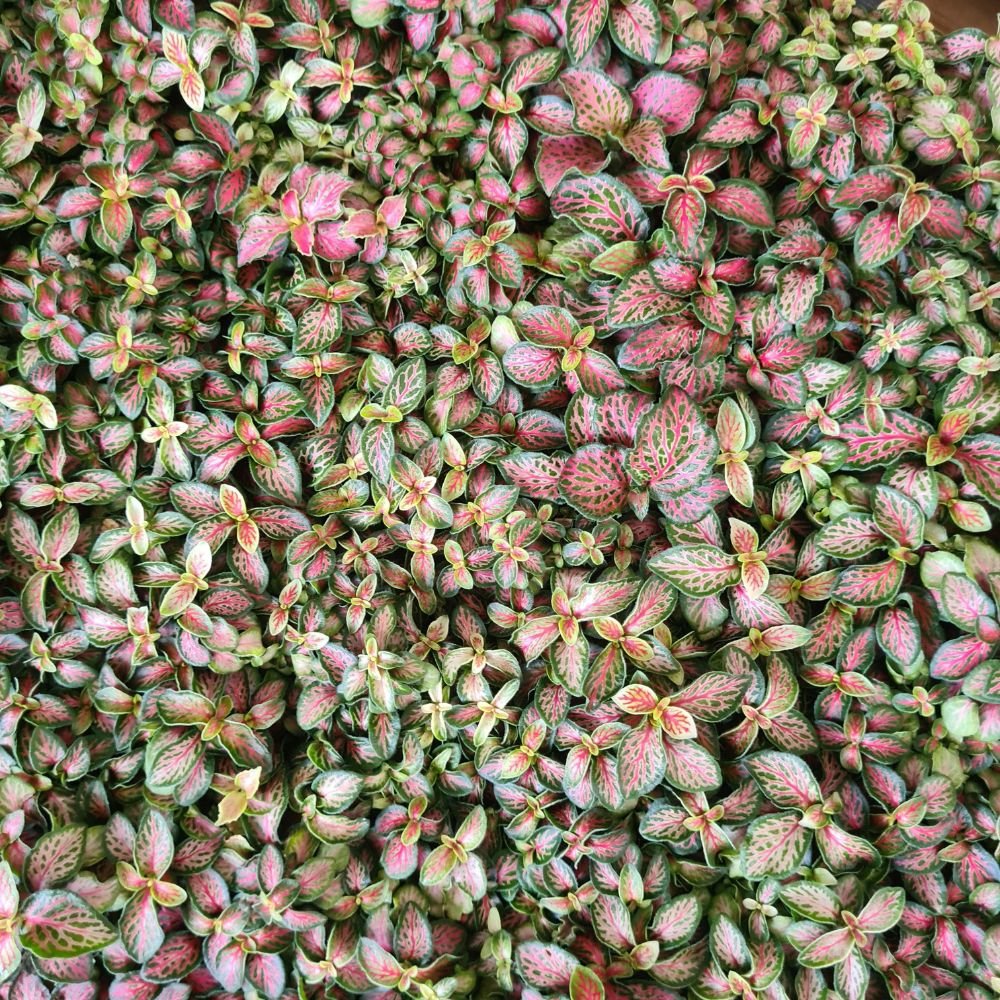 Fittonia 'Jungle Flame' - Flower and Twig Nursery