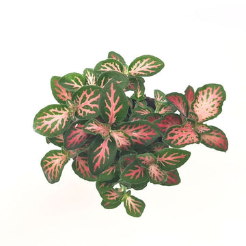 Fittonia 'Jungle Flame' - Flower and Twig Nursery