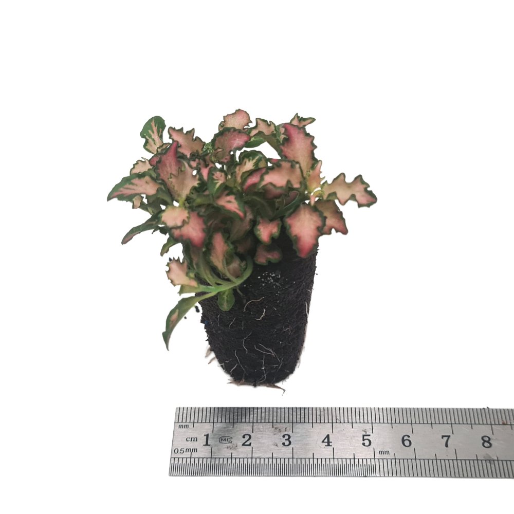 Fittonia Pink - Flower and Twig Nursery