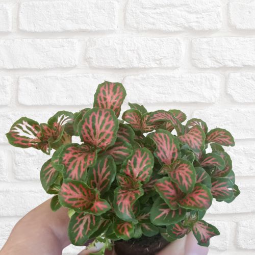 Fittonia 'Red Flame' - Flower and Twig Nursery