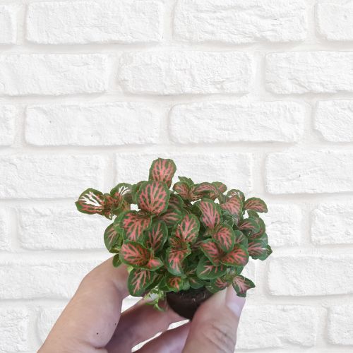 Fittonia 'Red Flame' - Flower and Twig Nursery