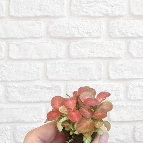 Fittonia 'Rosy Clouds' - Flower and Twig Nursery