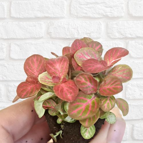 Fittonia 'Rosy Clouds' - Flower and Twig Nursery