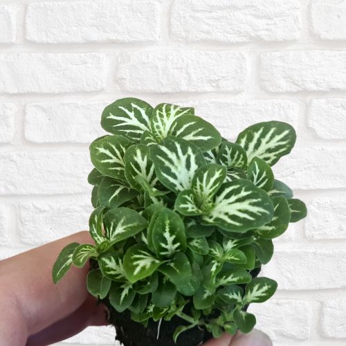 Fittonia 'White Anne' - Flower and Twig Nursery