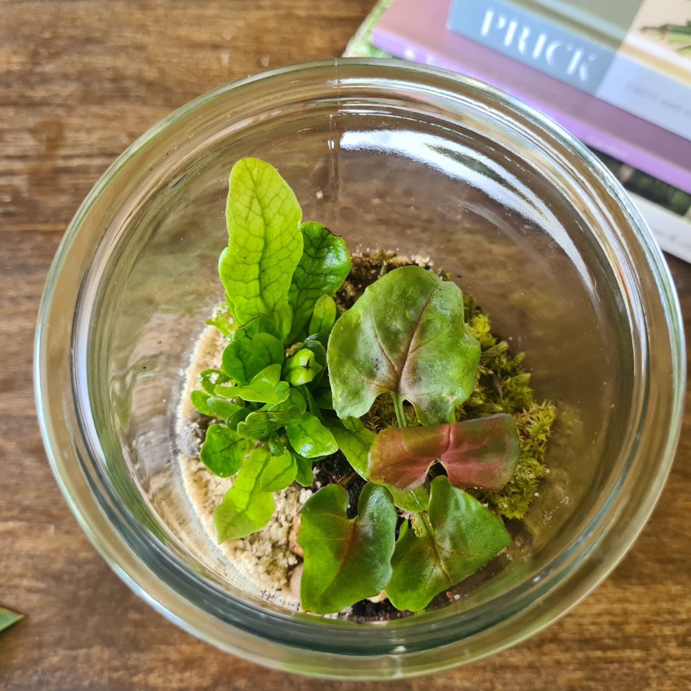 Forest Capsule DIY Terrarium Kit - Flower and Twig Nursery