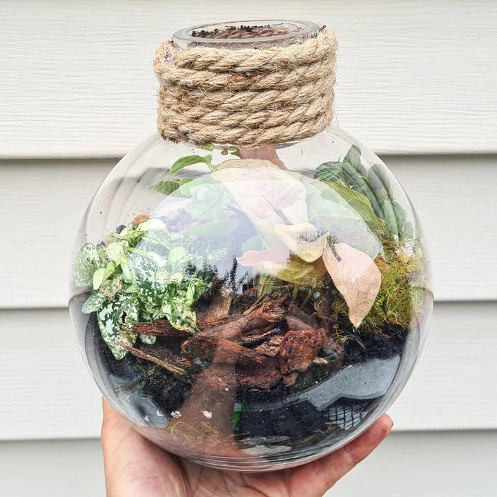 Forest Sphere DIY Terrarium Kit - 2 Sizes Available - Flower and Twig Nursery