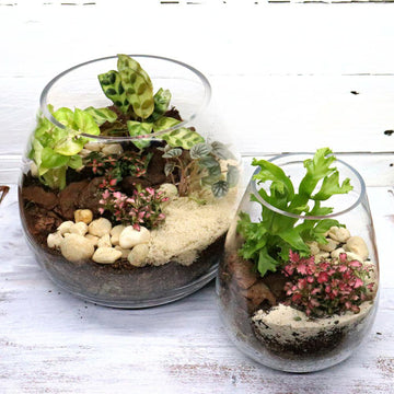 Greta Forest DIY Terrarium Kit - 3 Sizes Available - Flower and Twig Nursery