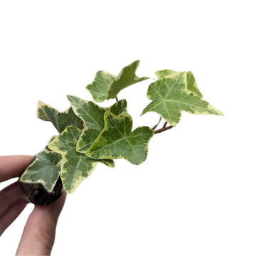 Hedera helix 'Variegata' - Flower and Twig Nursery