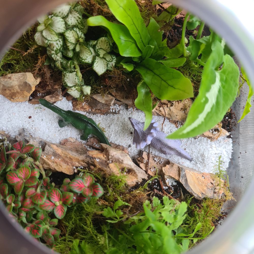Jurassic Garden DIY Terrarium Kit - Flower and Twig Nursery