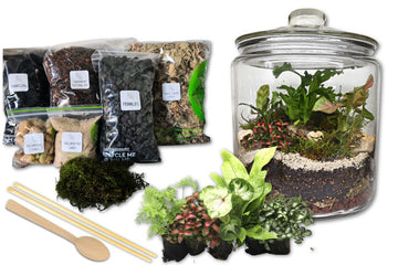 Large Forest Jar DIY Terrarium Kit - Flower and Twig Nursery