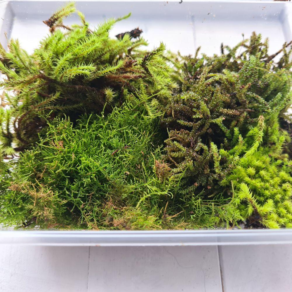 Live Moss Multi Pack - Sustainably Harvested - 3-4 Varieties - Flower and Twig Nursery