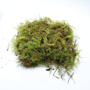 Live Sheet Moss - Flower and Twig Nursery