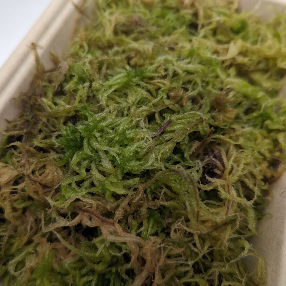 Live Sphagnum Moss - Flower and Twig Nursery