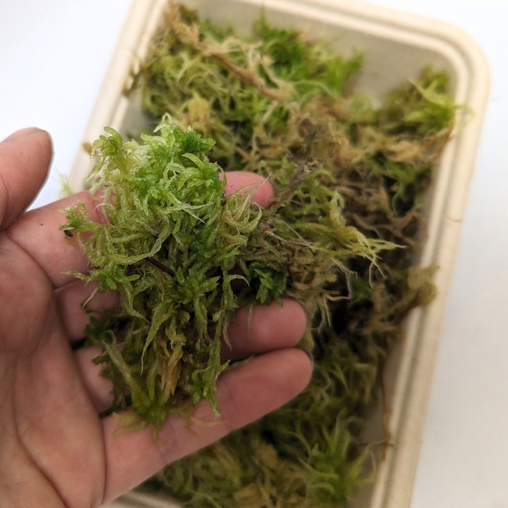 Live Sphagnum Moss - Flower and Twig Nursery
