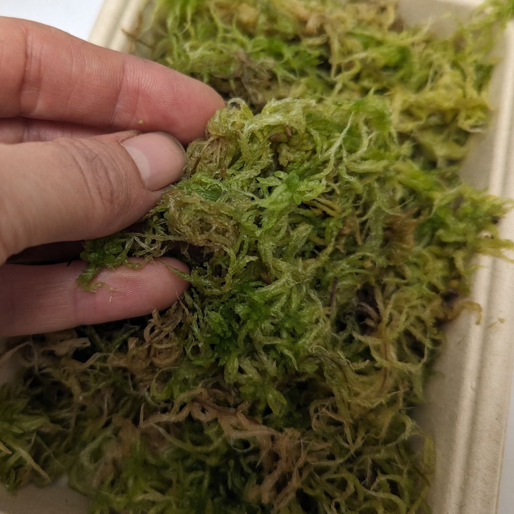 Live Sphagnum Moss - Flower and Twig Nursery