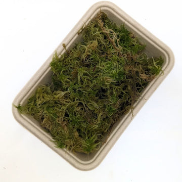 Live Sphagnum Moss - Flower and Twig Nursery