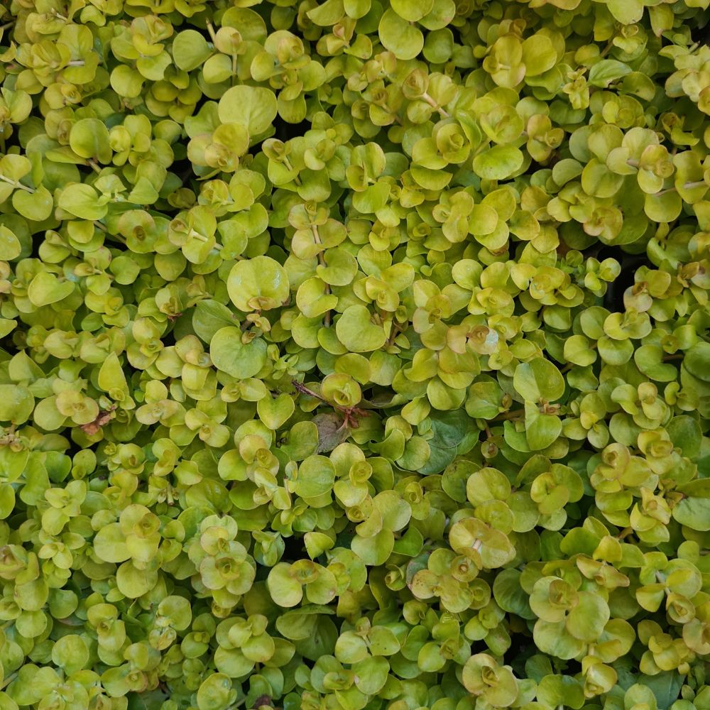 Lysimachia 'Goldilocks' - Flower and Twig Nursery