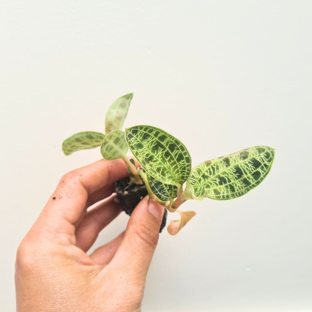 Macodes petola - Jewel Orchid - Flower and Twig Nursery