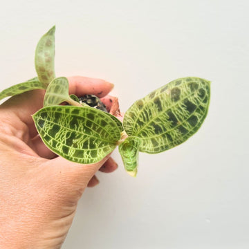 Macodes petola - Jewel Orchid - Flower and Twig Nursery