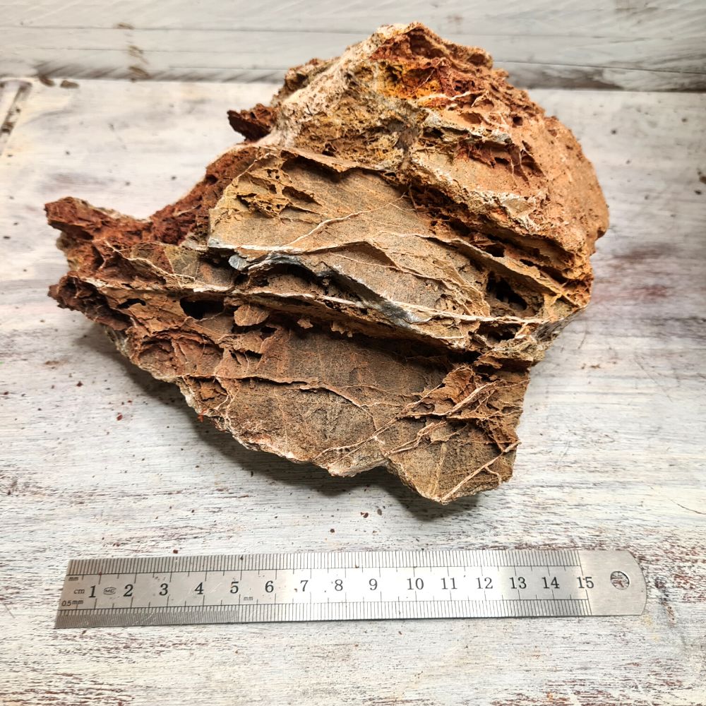 Maple Leaf Stone - Flower and Twig Nursery