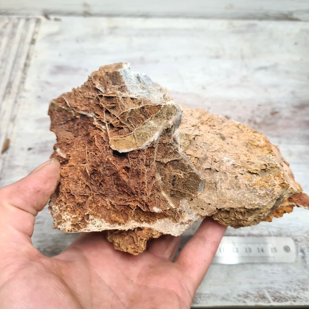 Maple Leaf Stone - Flower and Twig Nursery