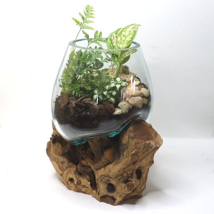 Medium Glass & Driftwood DIY Terrarium Kit - Flower and Twig Nursery