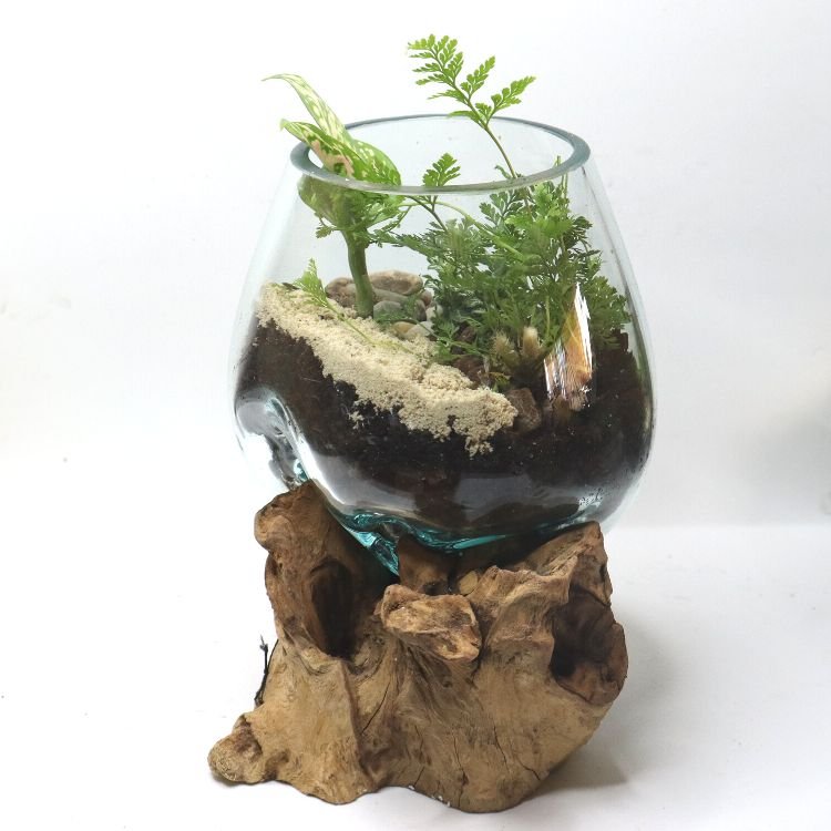 Medium Glass & Driftwood DIY Terrarium Kit - Flower and Twig Nursery