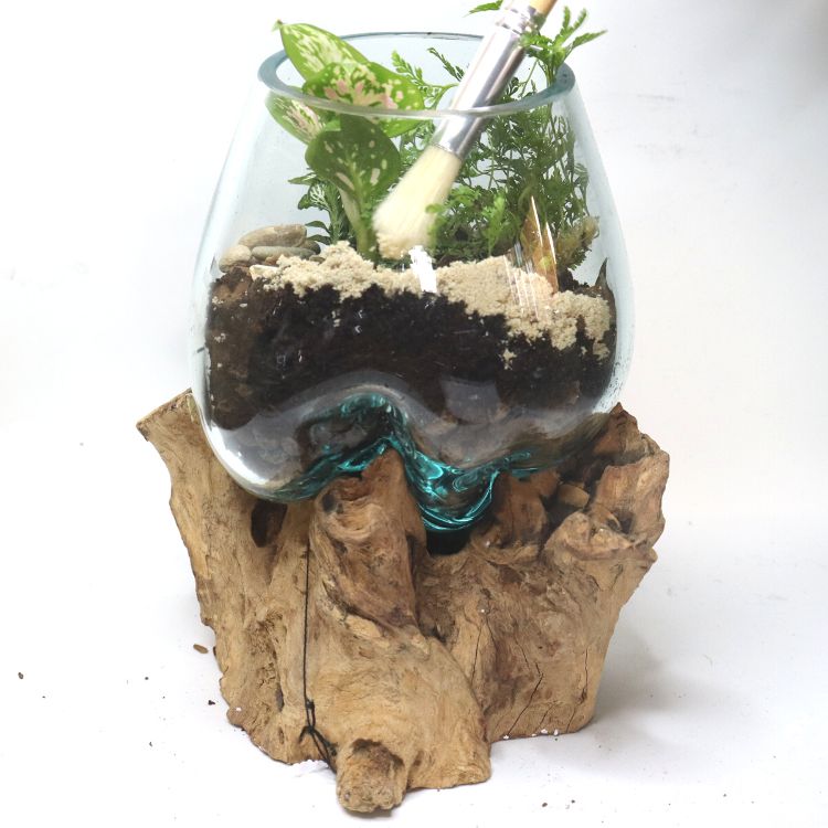 Medium Glass & Driftwood DIY Terrarium Kit - Flower and Twig Nursery