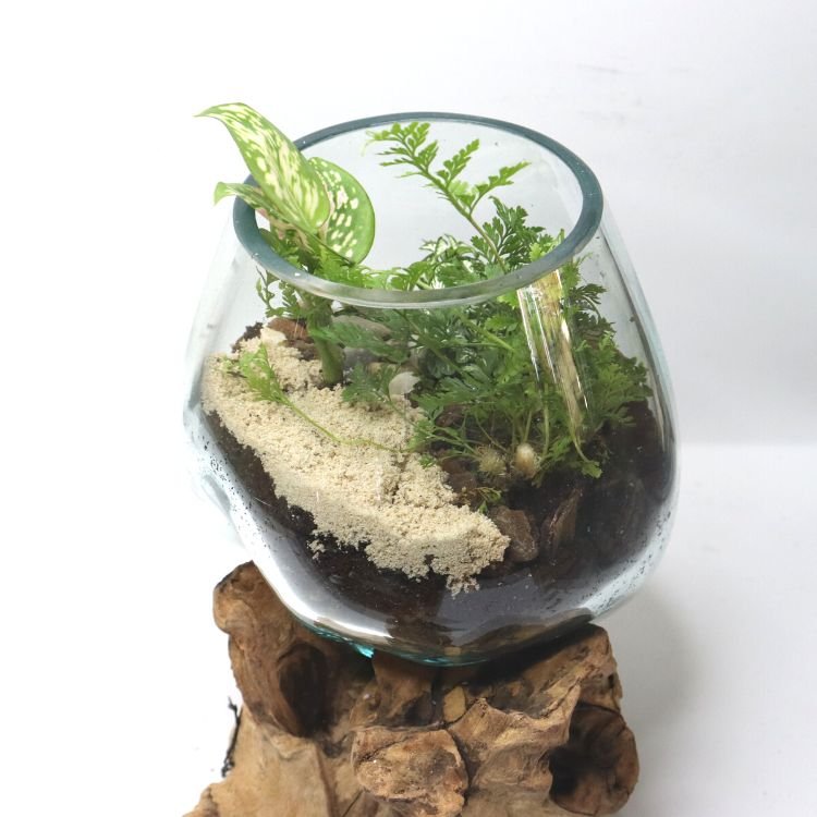 Medium Glass & Driftwood DIY Terrarium Kit - Flower and Twig Nursery