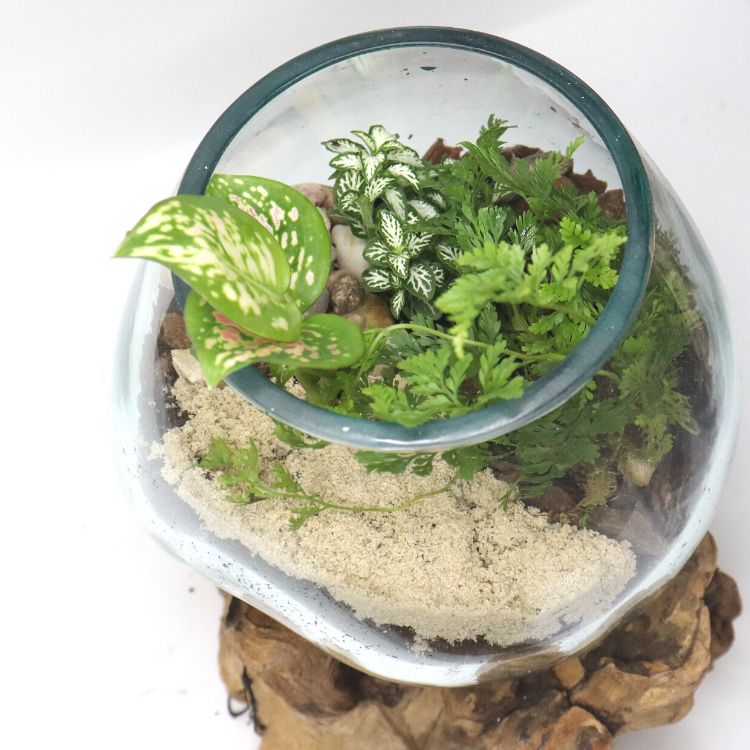 Medium Glass & Driftwood DIY Terrarium Kit - Flower and Twig Nursery