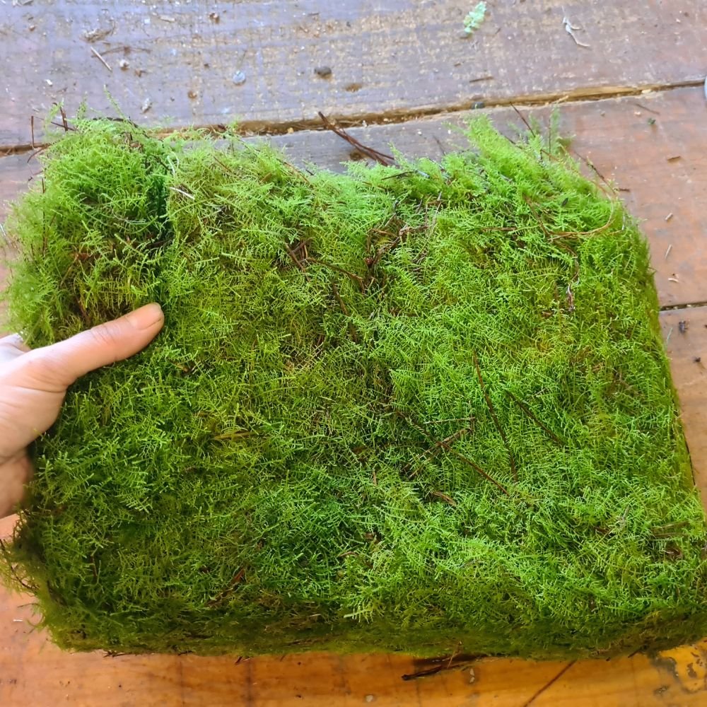 Mega Live Moss Bag - Flower and Twig Nursery