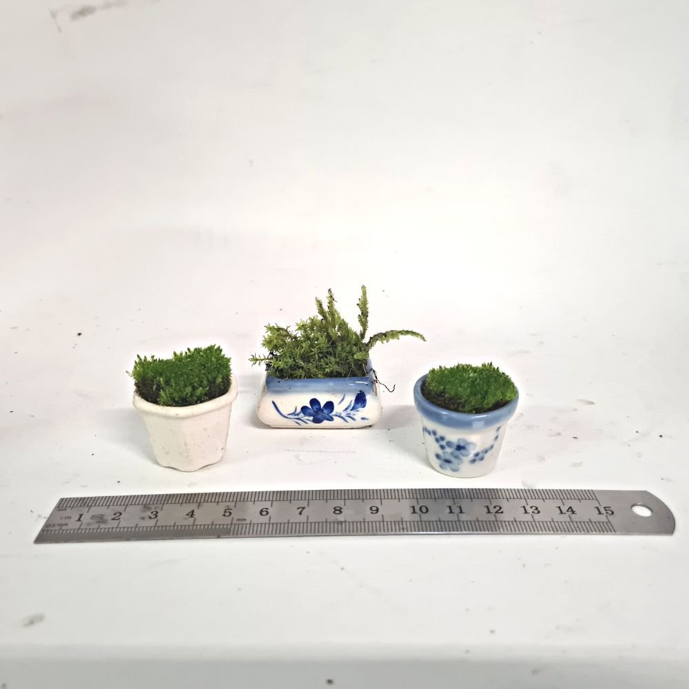 Mini Moss Pot Trio - Flower and Twig Nursery