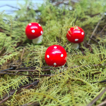 Mini Mushroom Trio - Flower and Twig Nursery