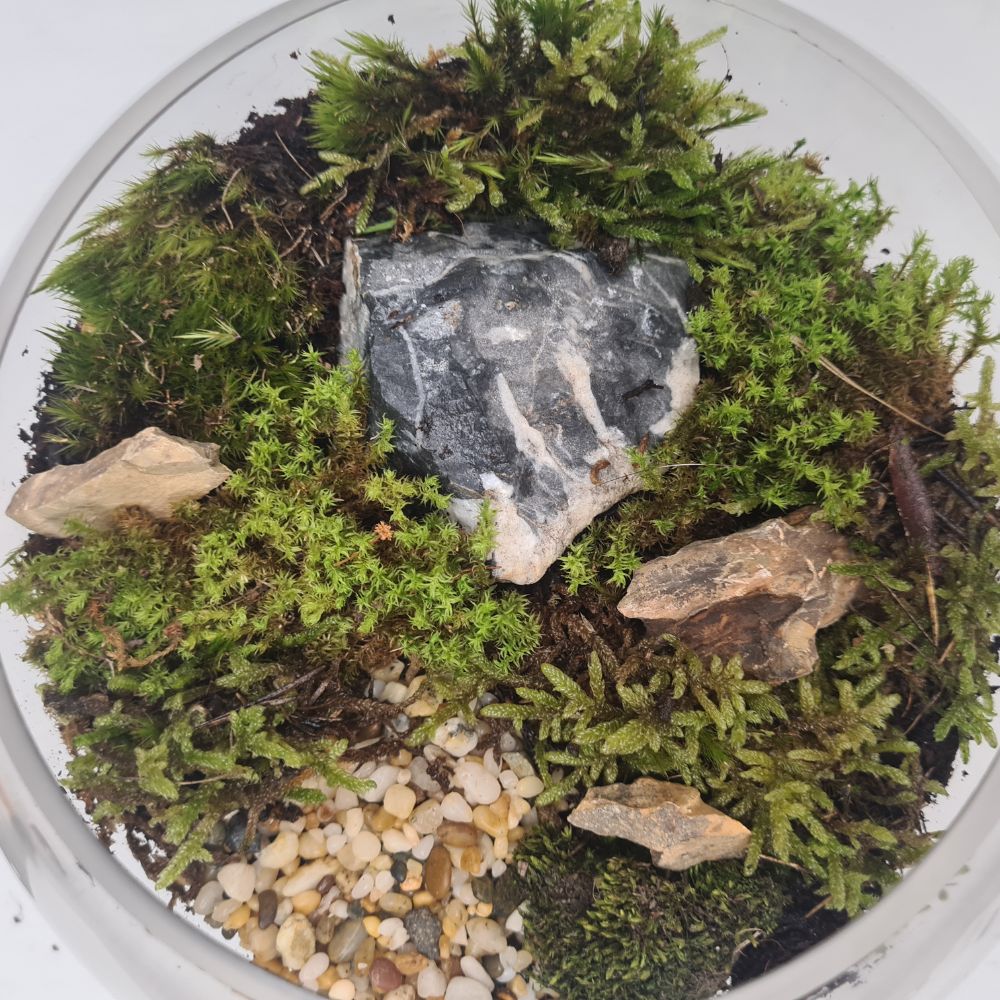 Moss Garden DIY Kit - Flower and Twig Nursery