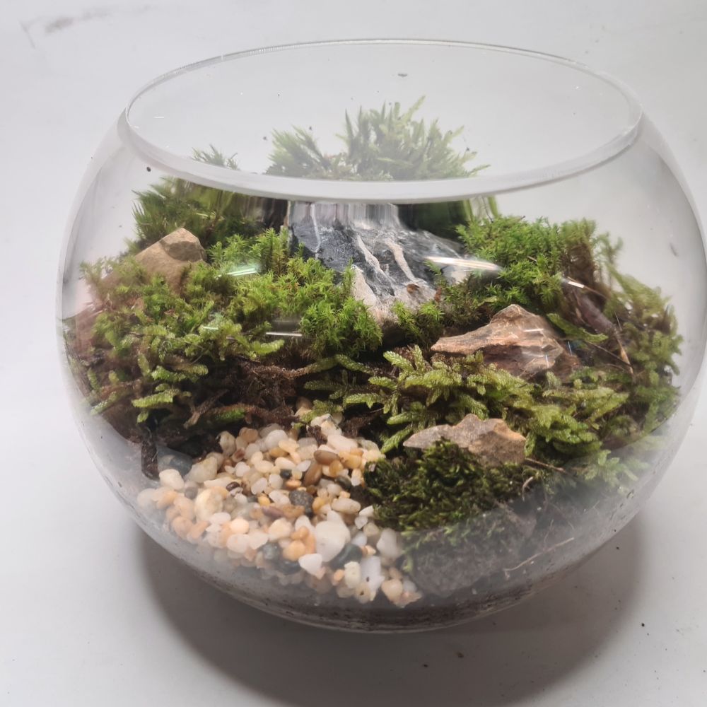 Moss Garden DIY Kit - Flower and Twig Nursery